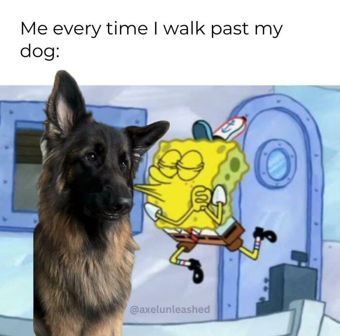 A German Shepherd dog next to a jumping SpongeBob cartoon with the caption about walking past a dog funny dog memes.