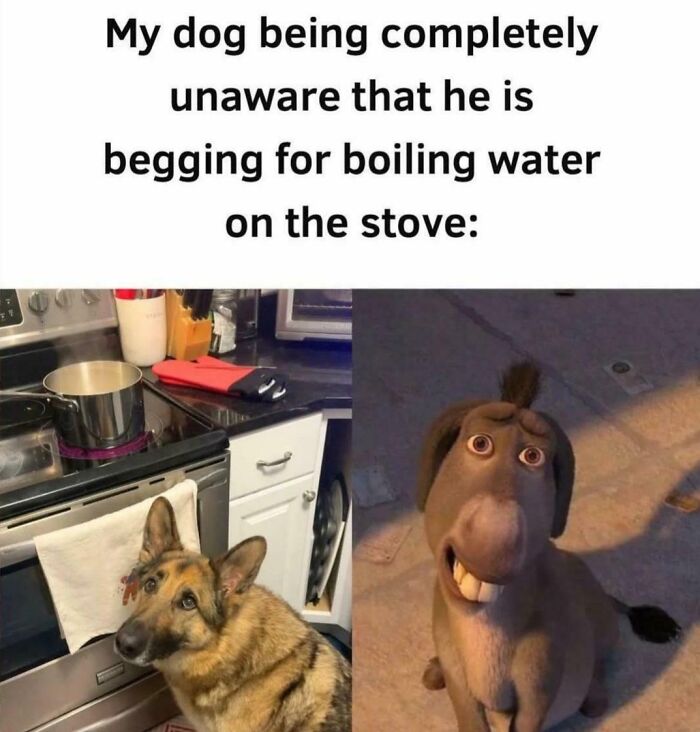 Dog meme showing a German Shepherd begging by a boiling pot, paired with a funny animated donkey expression.