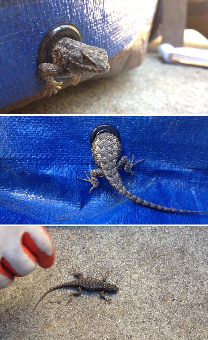 Lizard stuck in a grommet hole of a blue tarp, showing how animals got stuck in unusual places and were rescued.