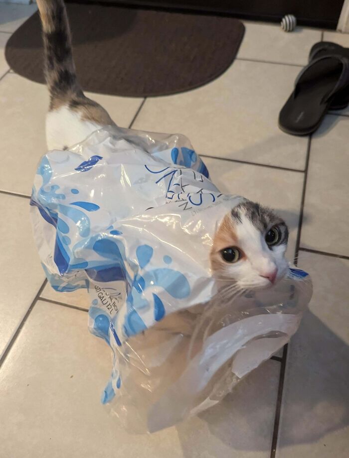 Cat stuck inside a plastic bag on a tiled floor, showcasing one of the funny animal stuck moments.