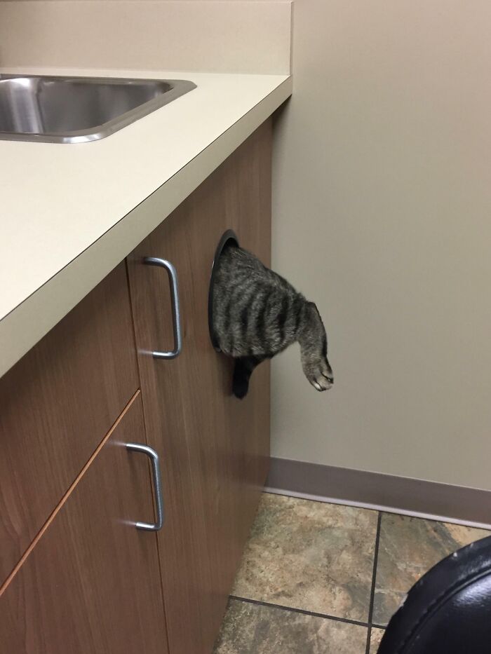 Tabby cat stuck halfway inside a cabinet hole with only its hind legs and tail visible in a funny animal stuck moment.