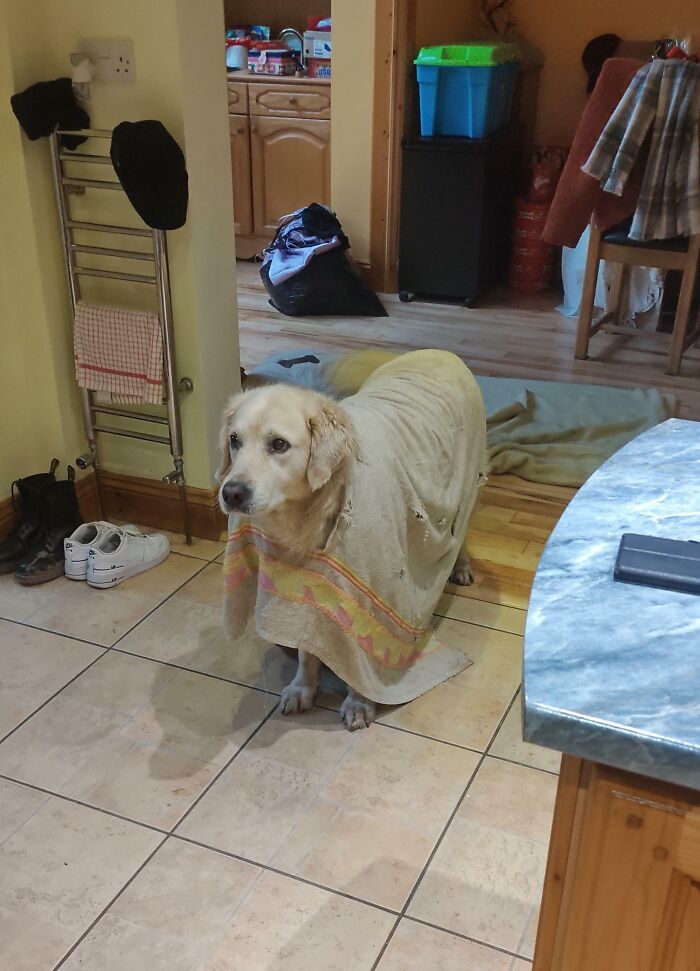 Golden retriever stuck in a blanket standing on kitchen floor, showing a funny animal stuck moment.