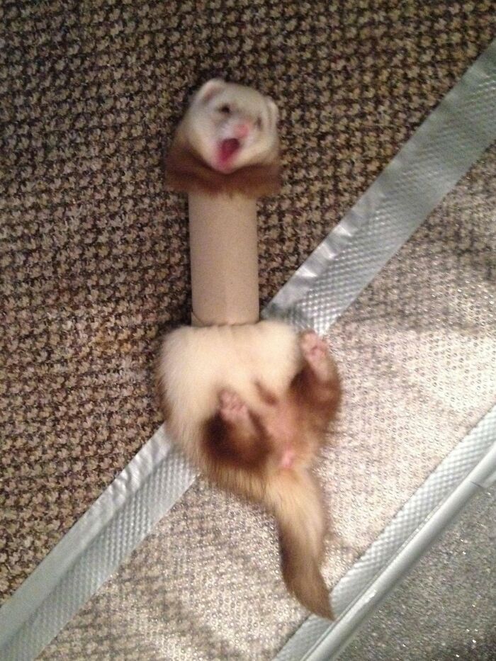 Ferret stuck inside a cardboard tube on carpeted floor, showcasing one of many funny animals stuck moments caught on camera.