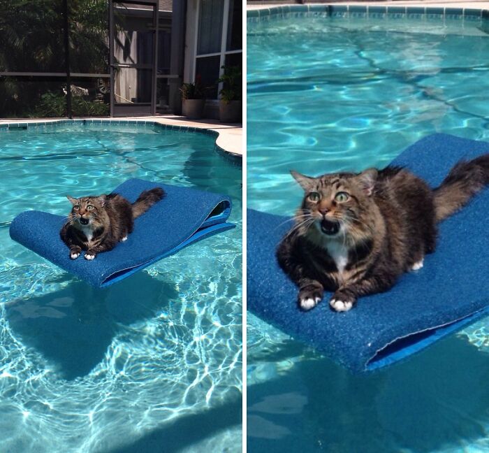Cat stuck on a blue pool float in the middle of a swimming pool with a surprised expression on its face.