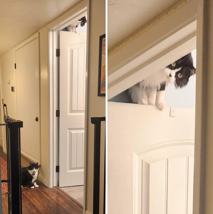 Black and white cat stuck above a doorway while another cat watches on hardwood floor indoors.