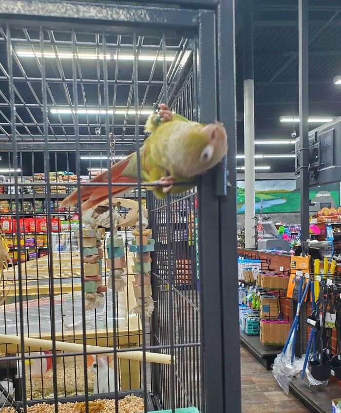Parrot stuck hanging upside down on the side of a cage inside a pet store with pet supplies in the background.