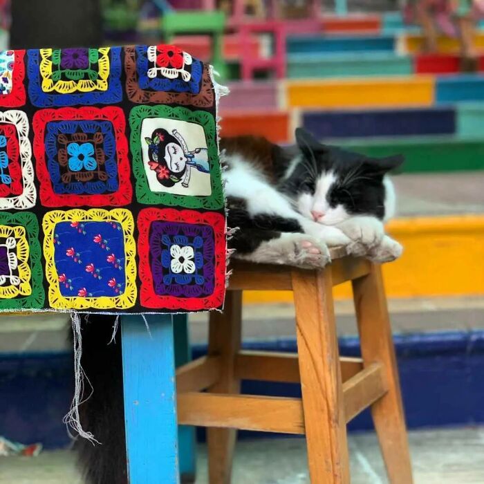 Black and white cat sleeping on a wooden stool beside a colorful crocheted blanket in vibrant Istanbul, city of cats.