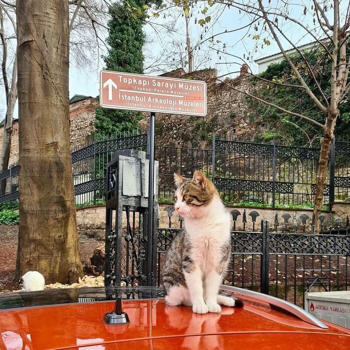 Cat sitting on a car roof near Topkapi Palace Museum sign in Istanbul, showcasing the city of cats culture.