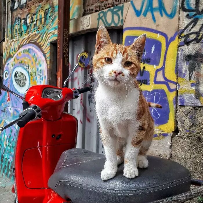 Orange and white cat sitting on a scooter seat against a colorful graffiti wall in Istanbul, showcasing the city of cats.