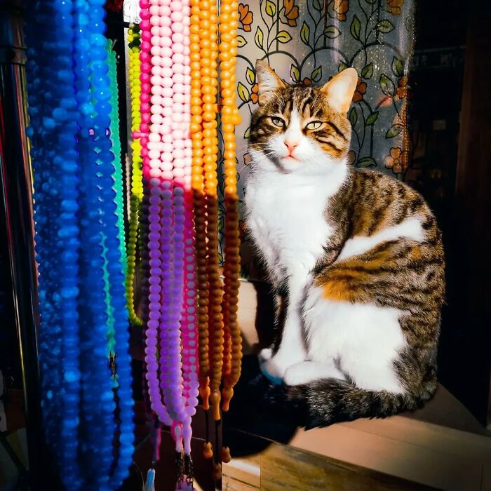 Tabby and white cat sitting indoors next to colorful beads, highlighting Istanbul as the world’s true city of cats.