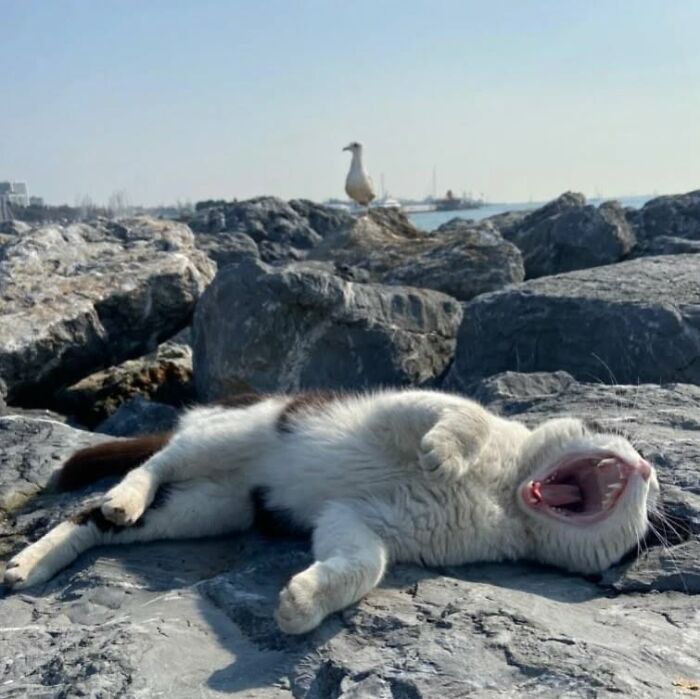 A cat yawning and lounging on rocks by the sea, showcasing why Istanbul is known as the city of cats.