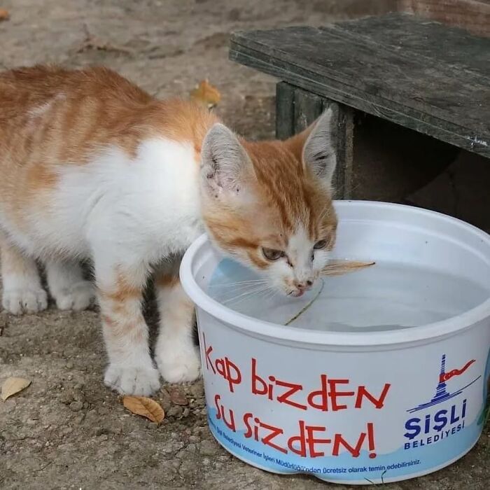 Orange and white cat drinking water from a bowl outdoors, showcasing Istanbul’s reputation as the city of cats.