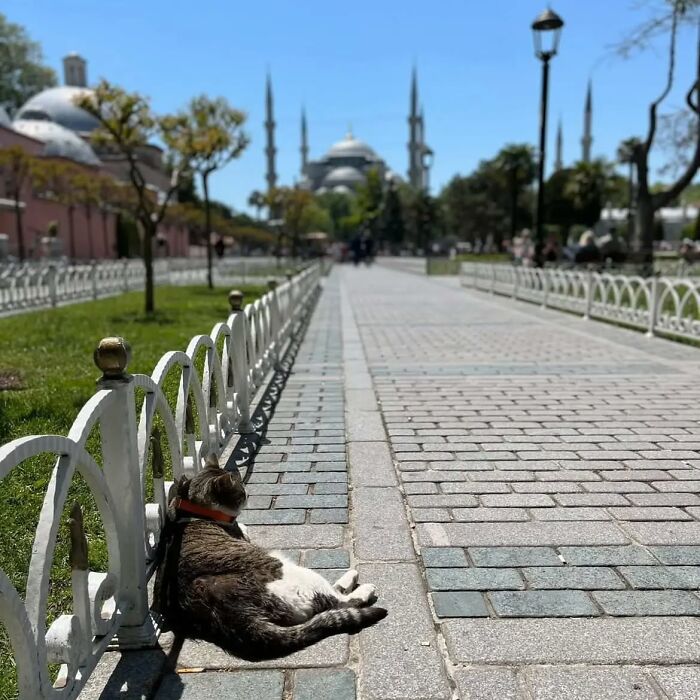 Cat resting beside a fence on a sunny walkway in Istanbul, showcasing the city’s charm as the world’s true city of cats.