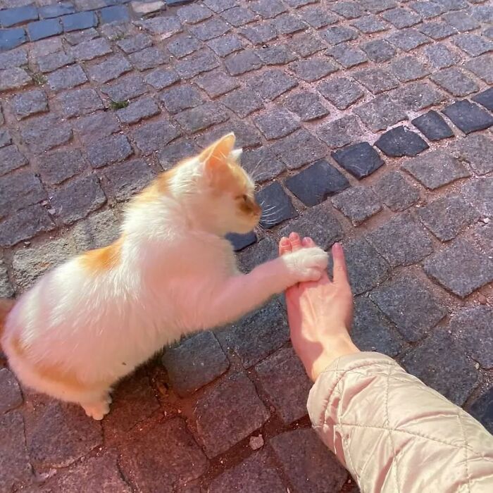 A white and orange cat gently placing its paw on a person's hand on a cobblestone street in Istanbul city of cats.