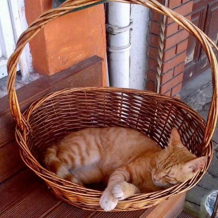 A ginger cat peacefully sleeping curled up inside a woven basket in Istanbul, highlighting the city of cats charm.