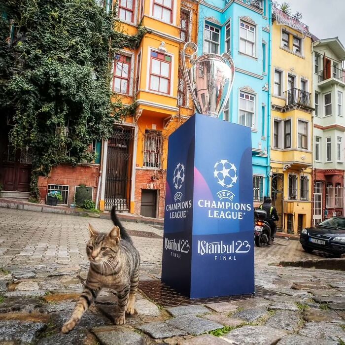 Tabby cat walking near colorful buildings and UEFA Champions League Istanbul 23 final trophy display in Istanbul city.