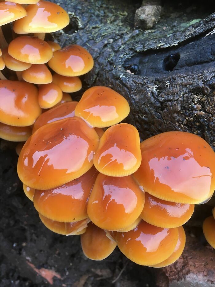 Bright orange toxic mushrooms growing on decaying wood, a common example of forbidden foods to avoid eating for safety.