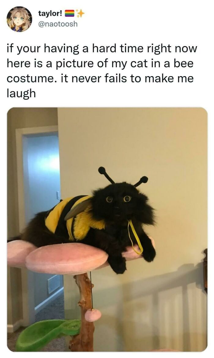 Black cat in a bee costume resting on a cat tree, one of many wholesome internet moments brightening the online world.