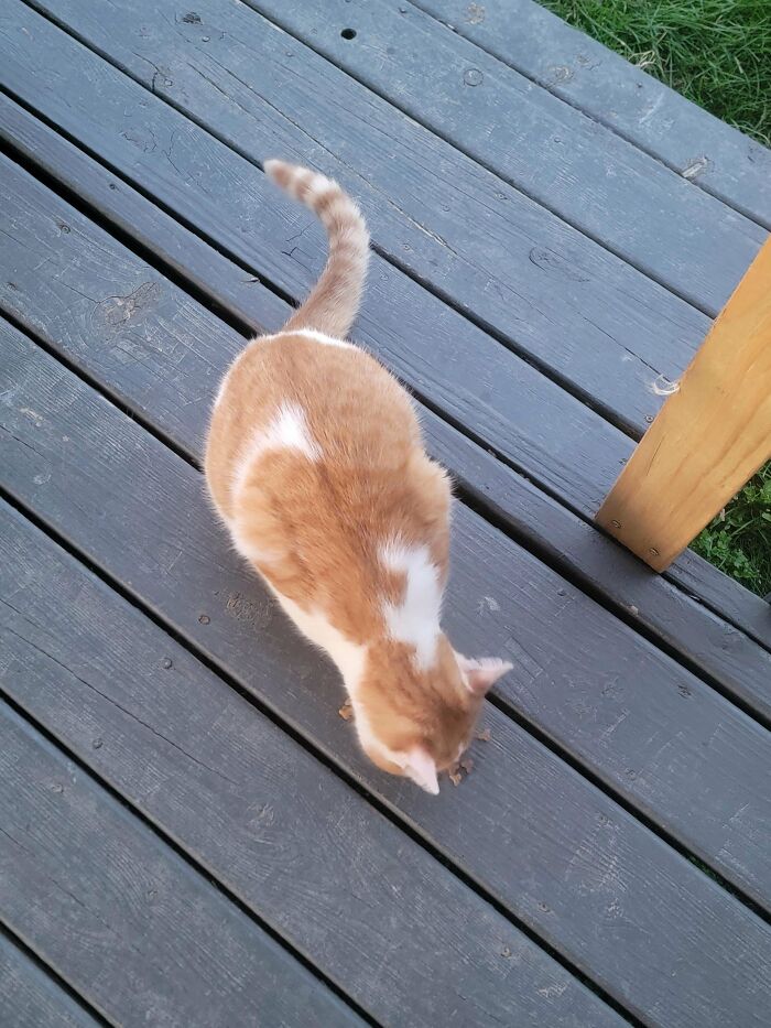 Orange and white cat on wooden deck eating, capturing wholesome internet moments that show the online world isn’t all doom and gloom.