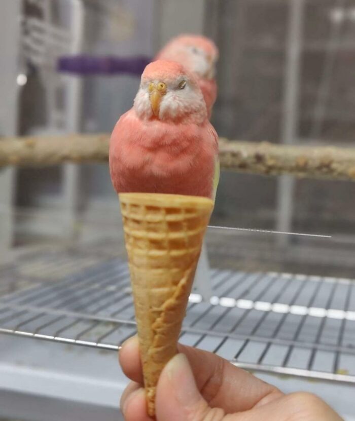 A pink bird perched inside an ice cream cone held by a hand, illustrating forbidden foods in a playful way.