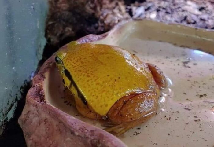 Yellow frog resting in water, highlighting one of the forbidden foods that you should resist eating for health reasons.