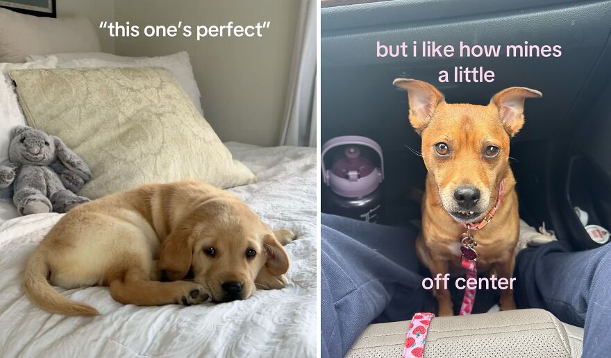 Two dogs showing perfect imperfections, one lying on bed and one sitting off center in a car, highlighting wholesome trend.