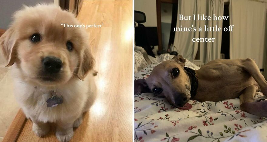 Side-by-side images of two dogs, highlighting the wholesome trend of sharing perfect imperfections with one puppy labeled perfect and the other embracing being off-center.