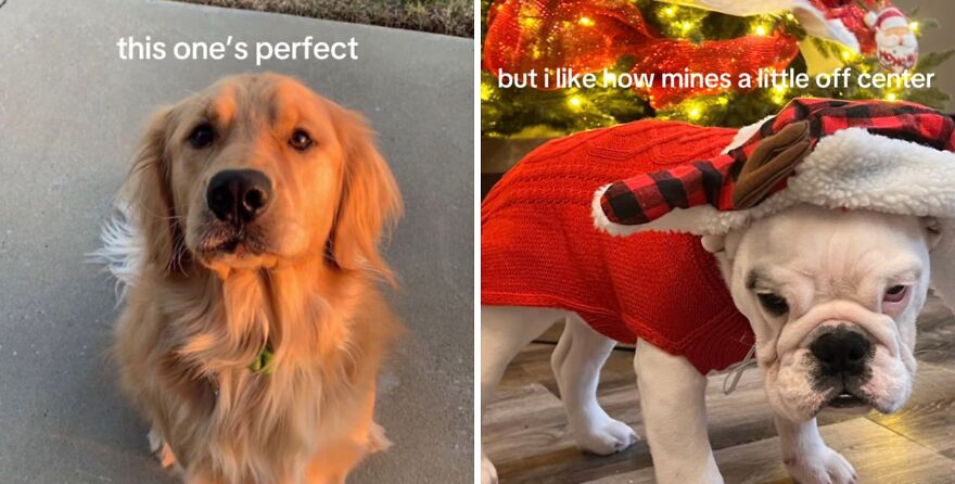 Two dogs showing their perfect imperfections in a wholesome trend celebrating unique and imperfect moments.