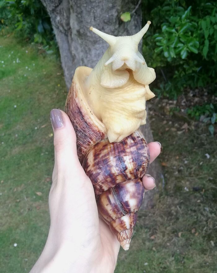 Large snail held in hand outdoors, illustrating one of the forbidden foods you should resist eating for your own good.