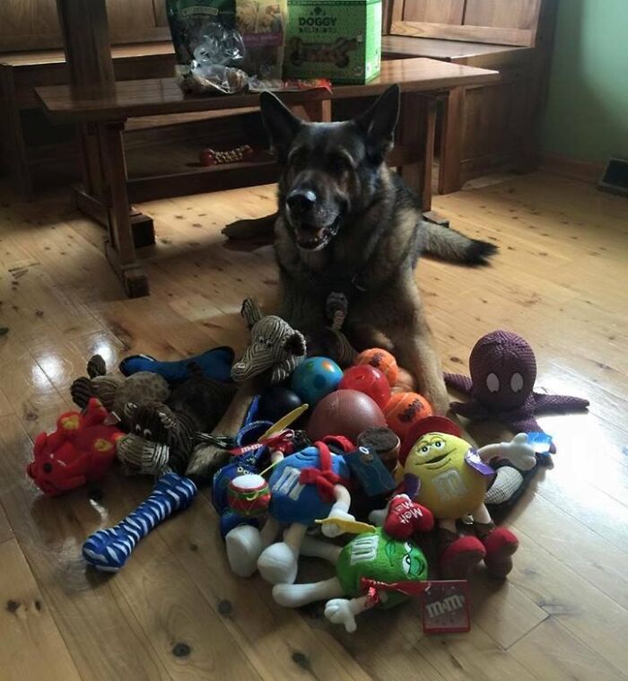 German Shepherd surrounded by dog toys on a wooden floor, illustrating playful pranks from employees who walked out with jokes.
