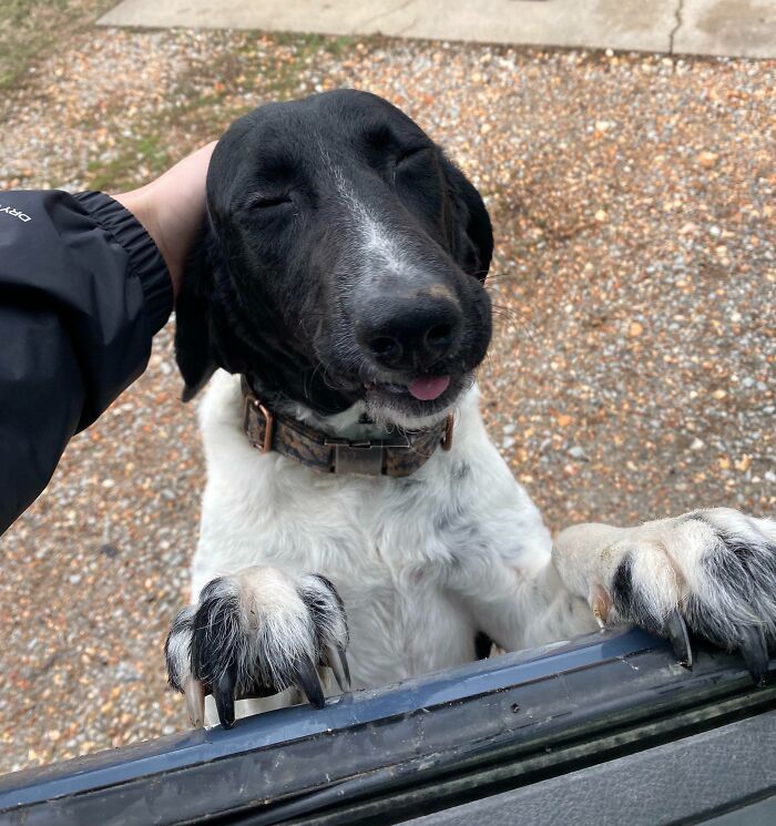 Black and white dog with eyes closed and tongue out, playfully interacting, capturing the humor of employees who walked out with jokes.