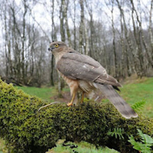 alanmcfadyen_1 avatar