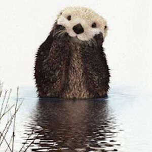 chandrabramlett avatar