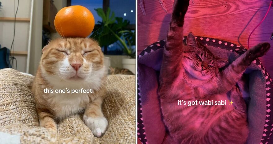 Orange balanced on calm cat’s head showcasing perfect imperfections in a cozy home setting.