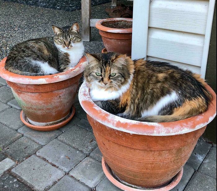 Two cats perfectly aligned sitting inside terracotta flower pots outdoors on a paved surface.