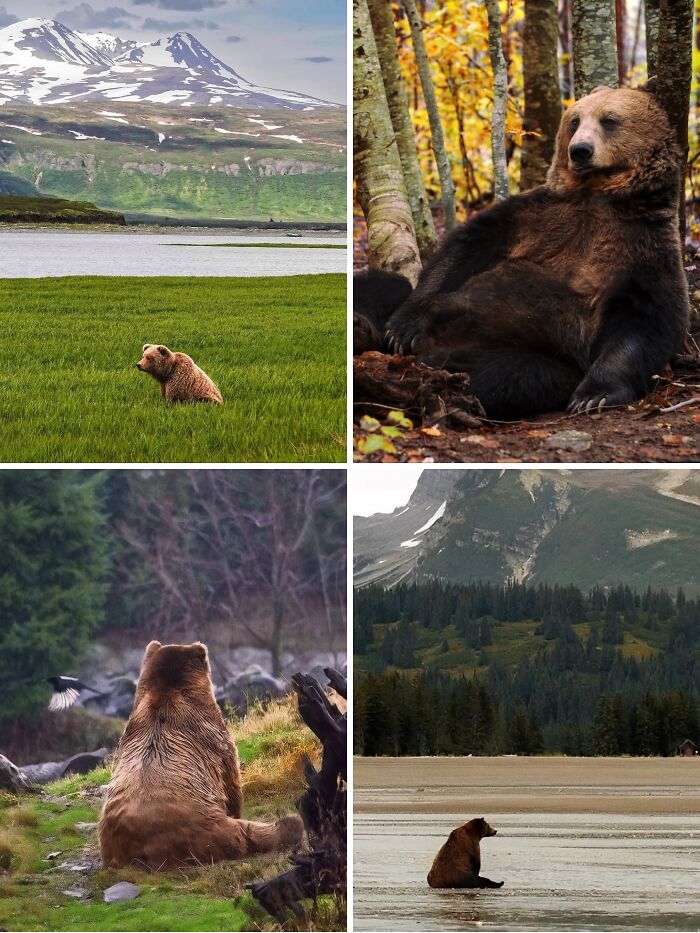 Four photos of bears in natural landscapes showcasing wildlife in diverse outdoor settings, highlighting nature and animal behavior.