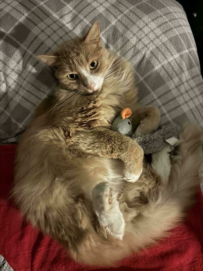 Fluffy cat cuddling a small plush toy while lying on a red blanket and checkered pillow, showcasing cutest foster animals.