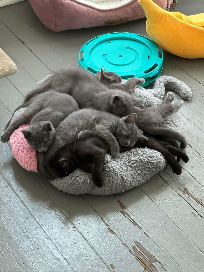 Four gray kittens cuddling and sleeping closely together on a cozy pet bed, showing cutest foster animals comfort.