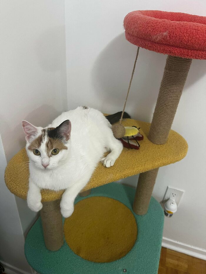 White and calico cat resting on a colorful cat tree, showcasing one of the cutest foster animals in a cozy indoor setting.
