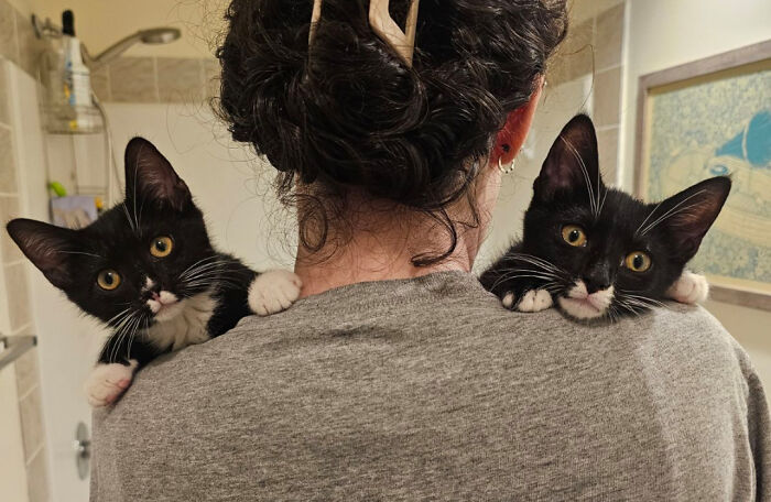 Two black and white cutest foster animals being held on a person’s shoulders indoors in a cozy setting