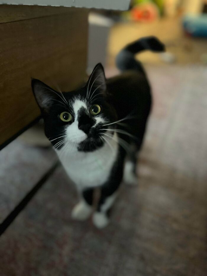 Black and white cat with green eyes looking up indoors, one of the cutest foster animals ready for adoption.
