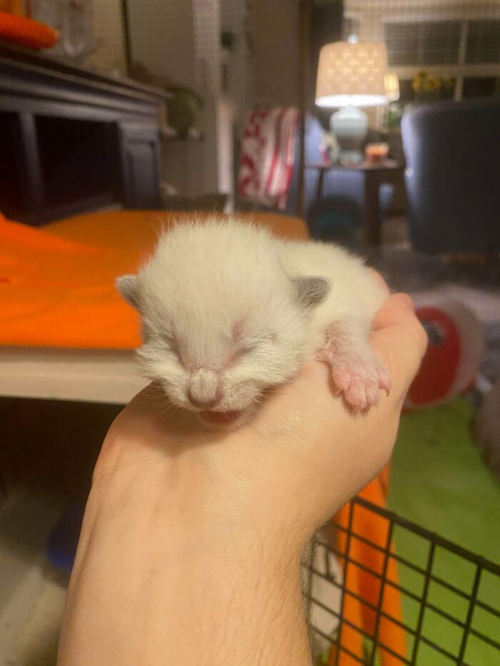 Newborn kitten with closed eyes resting in a hand, one of the cutest foster animals in a cozy indoor setting.