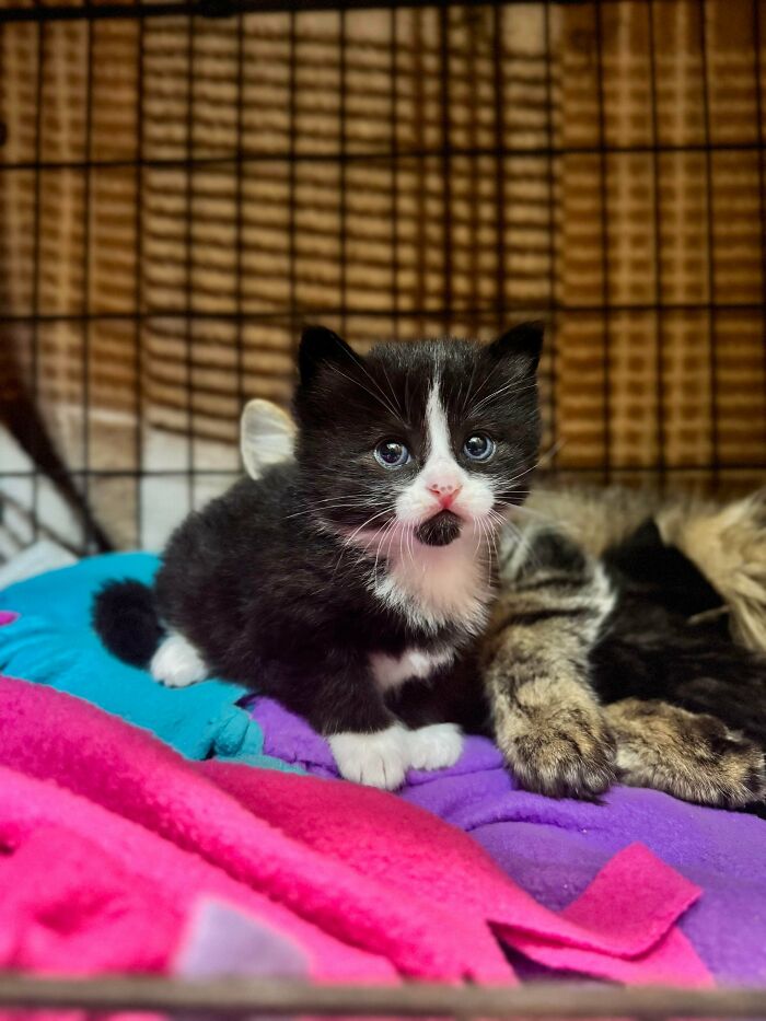 Black and white kitten with bright eyes resting on colorful blankets inside a cage, cutest foster animals setting.