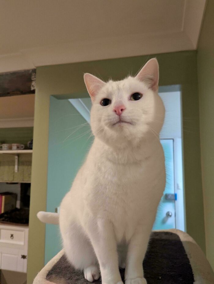 White cat with pink nose sitting indoors on a soft surface, showcasing one of the cutest foster animals in a home setting.