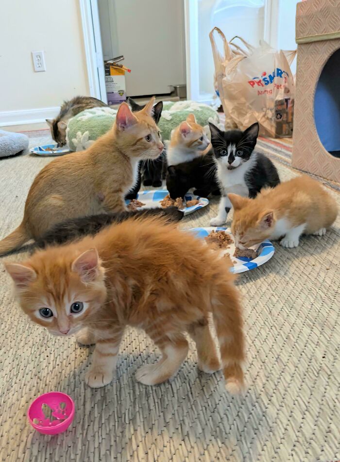 Several cutest foster animals kittens eating from plates on a carpet in a cozy home setting.