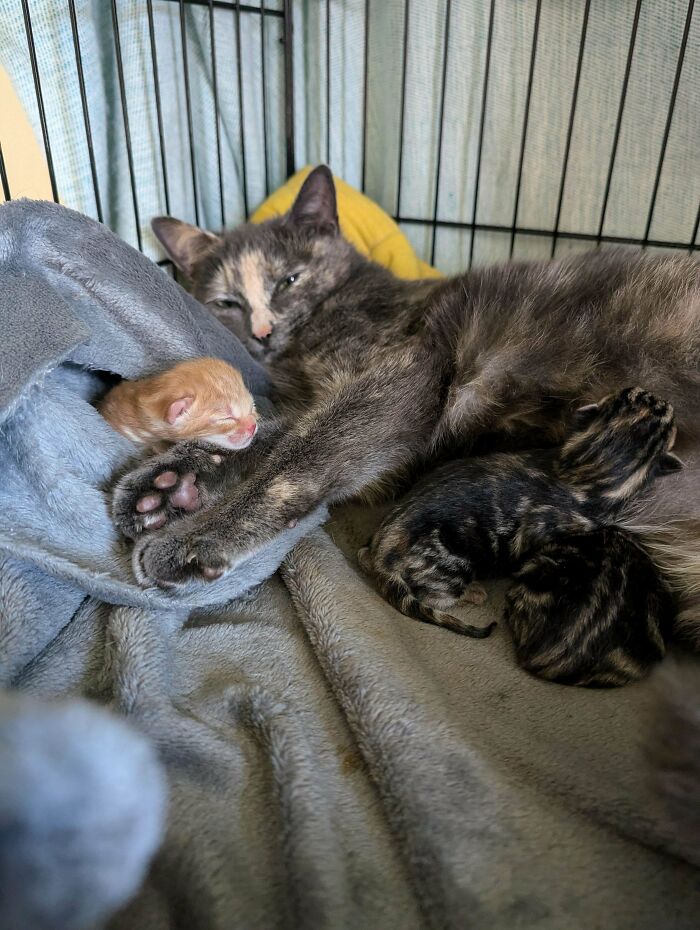 Mother cat with her newborn kittens resting in a cozy space, showcasing some of the cutest foster animals.