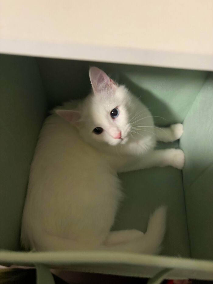 White fluffy kitten with blue eyes resting inside a soft green box, one of the cutest foster animals.