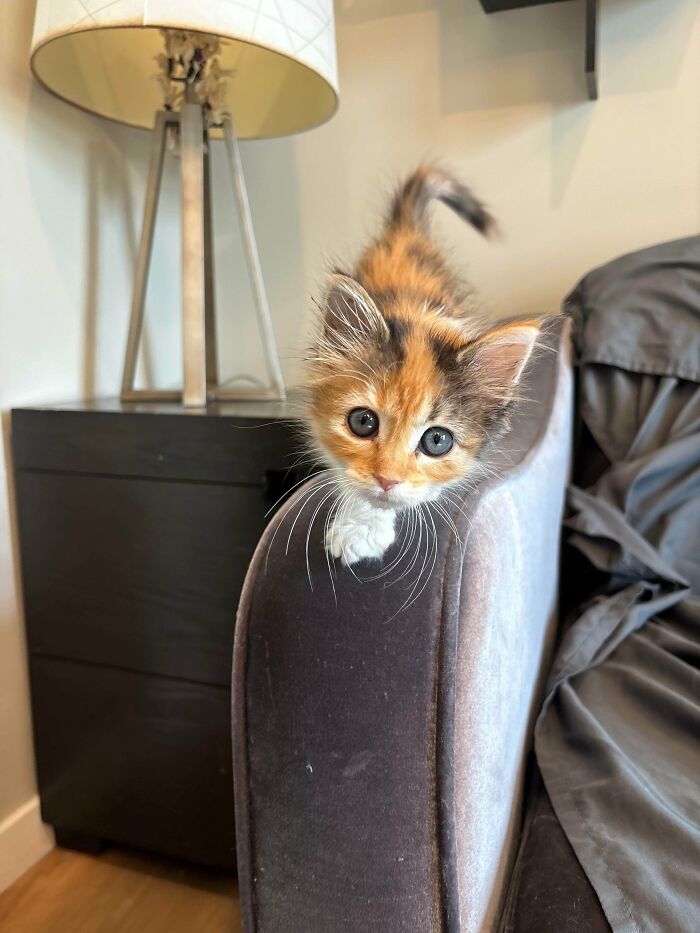 Calico kitten perched on the edge of a couch, looking curiously with big eyes, one of the cutest foster animals.