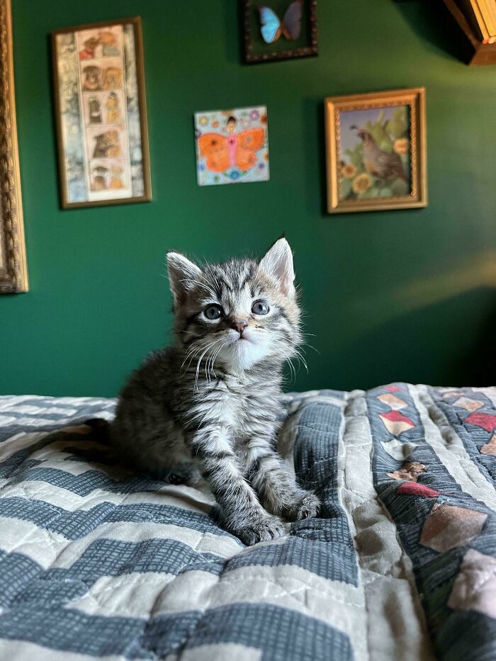 Tabby kitten with blue eyes sitting on a quilted bedspread in a room with green walls and framed artwork, cutest foster animals.