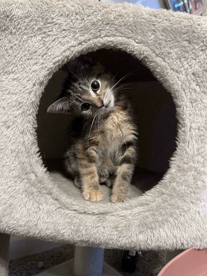 Tabby kitten with tilted head inside a soft cat condo, one of the cutest foster animals ready for adoption.